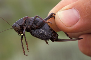 mormon crickets