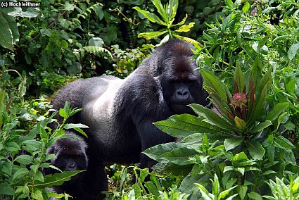 mountain gorillas 3 518 kl 45