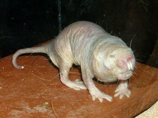 naked mole rat lbeov 41416