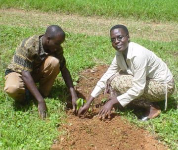 nakuru local community planting trees 9