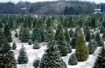 natural christmas trees