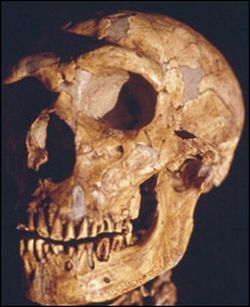 neanderthals died out about 29000 years ago