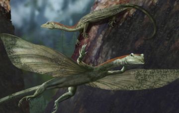necked gliding reptile discovered 9