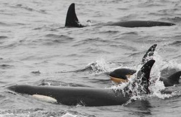new baby spotted with puget sound orcas 9