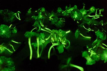 new bioluminescent mushrooms found1 9
