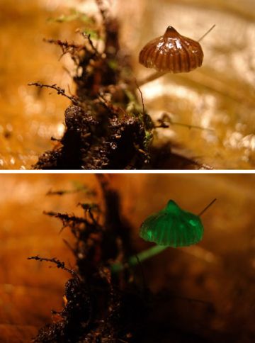 new bioluminescent mushrooms found2 9