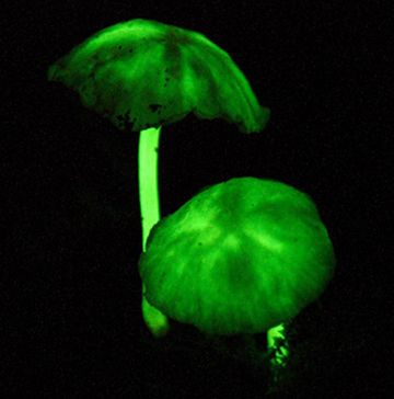 new bioluminescent mushrooms found4 9