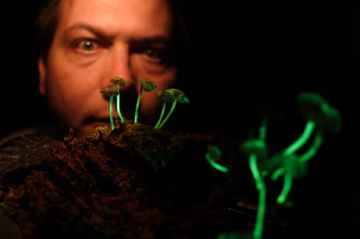 new bioluminescent mushrooms found5 9