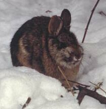 new england cottontail rabbits