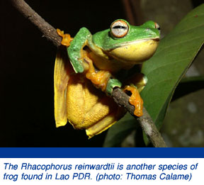 new frog species in lao pdr