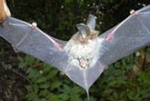 newfound bats are real suckers 9