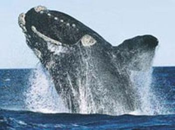north pacific right whale 9