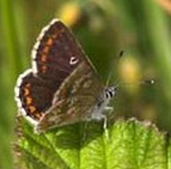 northern brown argus butterfly 9