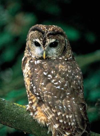 northern spotted owl 9