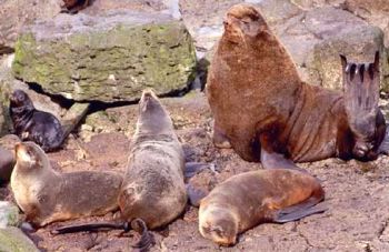 northern fur seals