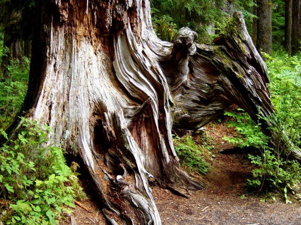 Old Sculpture in Hoh rainforest Old Sculpture in Hoh rainforest