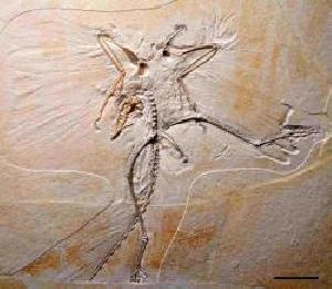 oldest bird fossil