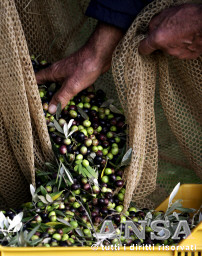 olive oil as fuel