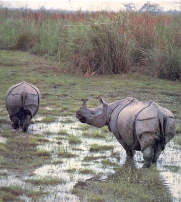one horned rhino in kaziranga 9