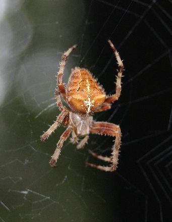 orange spider