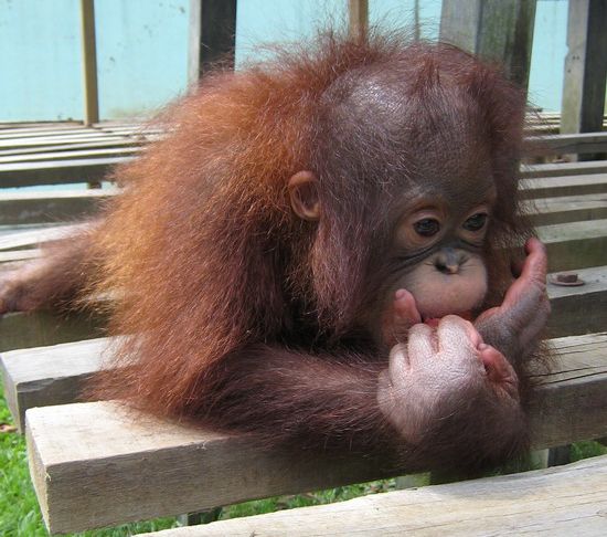 orangutans vanishing svlvo 5965