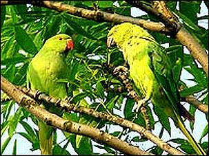 parakeets in london 2411