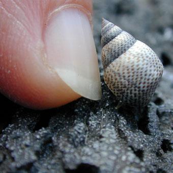 periwinkle snail