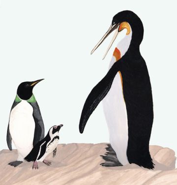peruvian giant penguin species 9