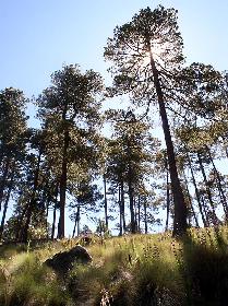 pine and fiforests of tarahumara mountains