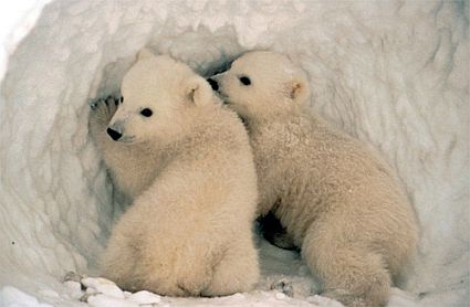polar bear cubs 45