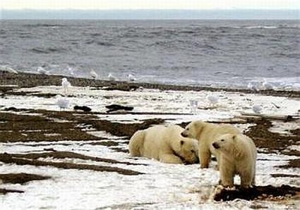 polar bears cubs and mother 45