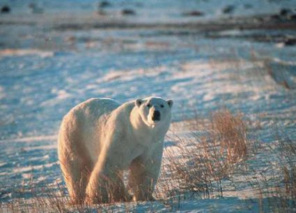 polar bears in arctic