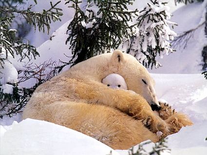 polar bearsvv 45