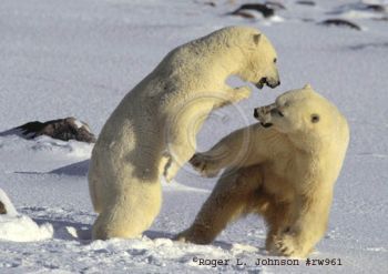 polar bears turning cannibalistic