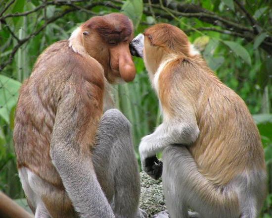 proboscis monkey mqui6 41416