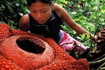 rafflesia arnoldii sumatra 9