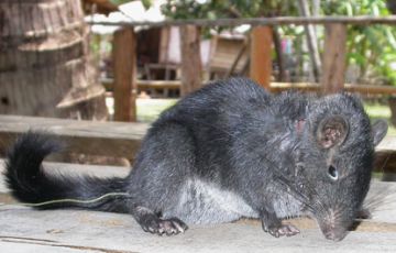 rare asian laotian rock rat 9