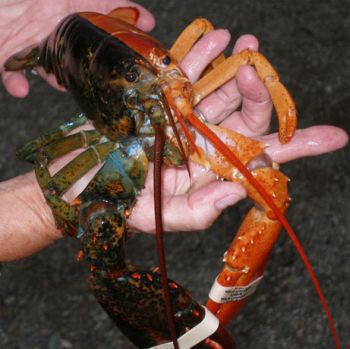 rare two toned lobster