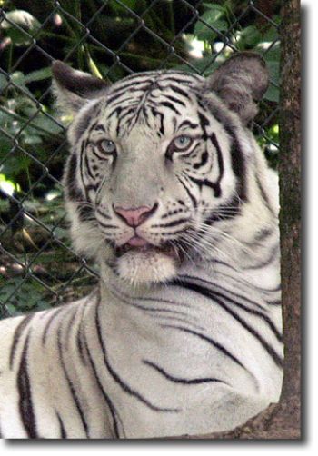 rare white bengal tiger