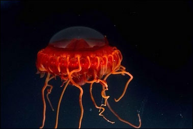 red jelly fish