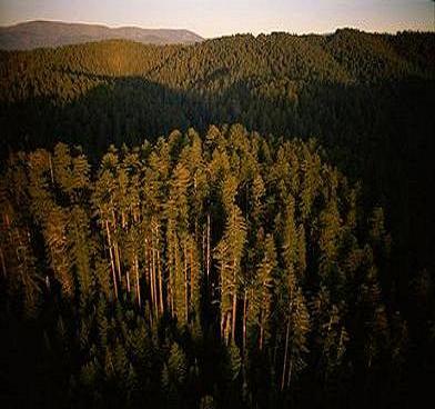redwoods