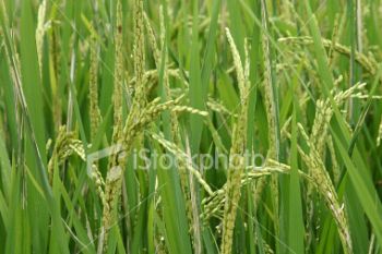 rice plant 9