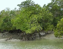 rising sea will drown sundarbans mangroves 9