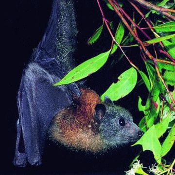 rodriguez fruit bat pteropus 9