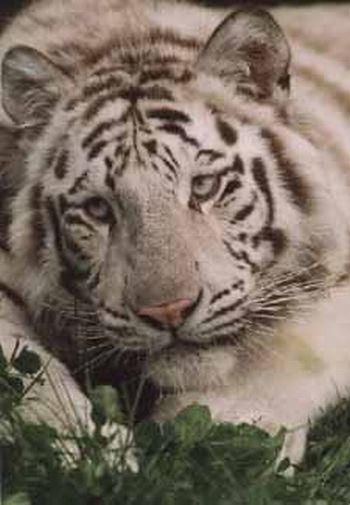 royal white bengal tiger2