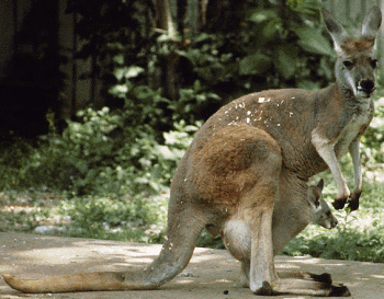 saber toothed kangaroo