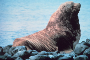 sea lion 1978 2222