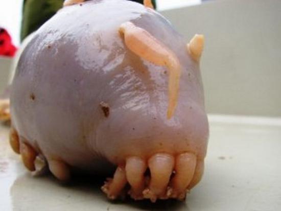 sea pig ac9un 41416