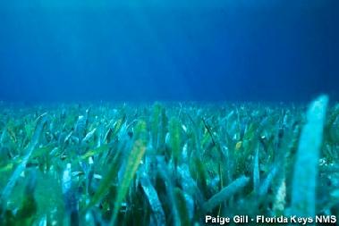 seagrass in florida bay