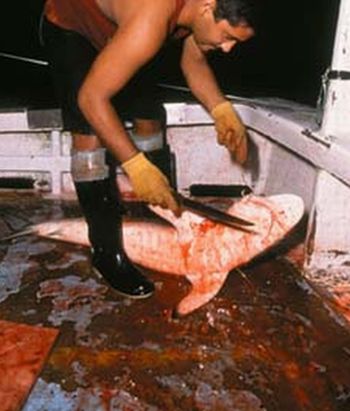 shark being butchered for its fins 9